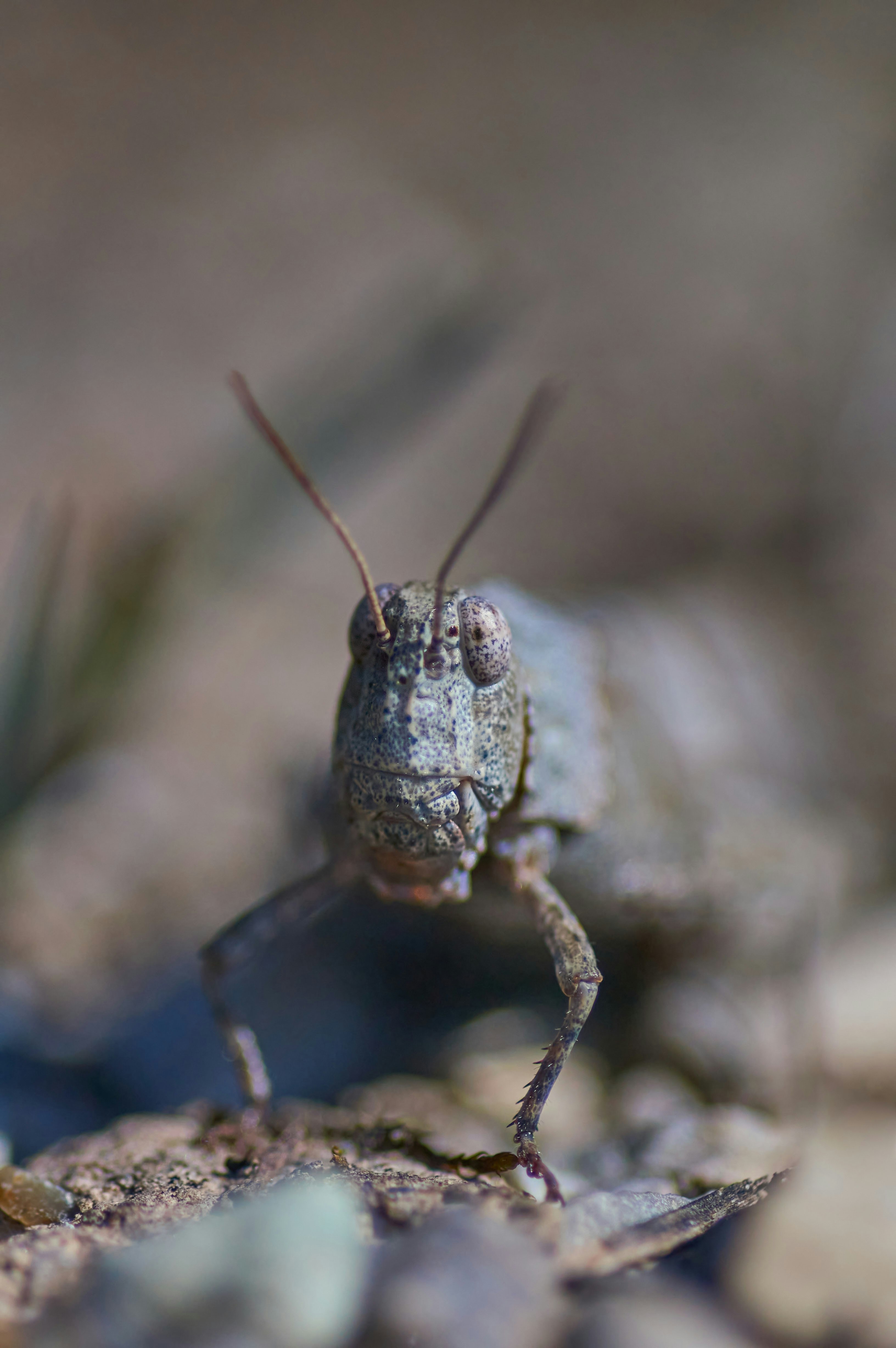 green grasshopper in macro photography